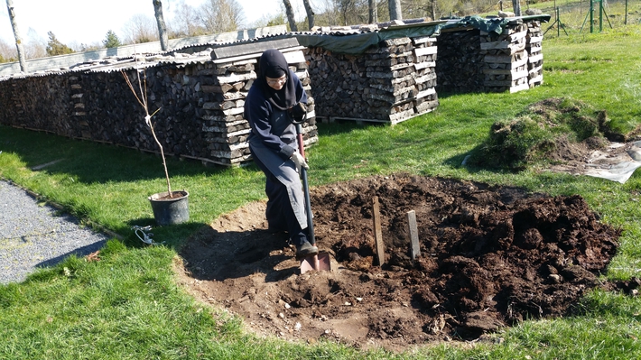 de istutamas kloostrile kingituseks toodud ploomipuud